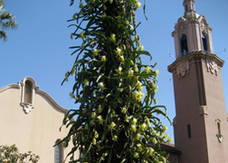 The unusual Queen of the Night cactus has wound its way up a Crossroads palm tree.
